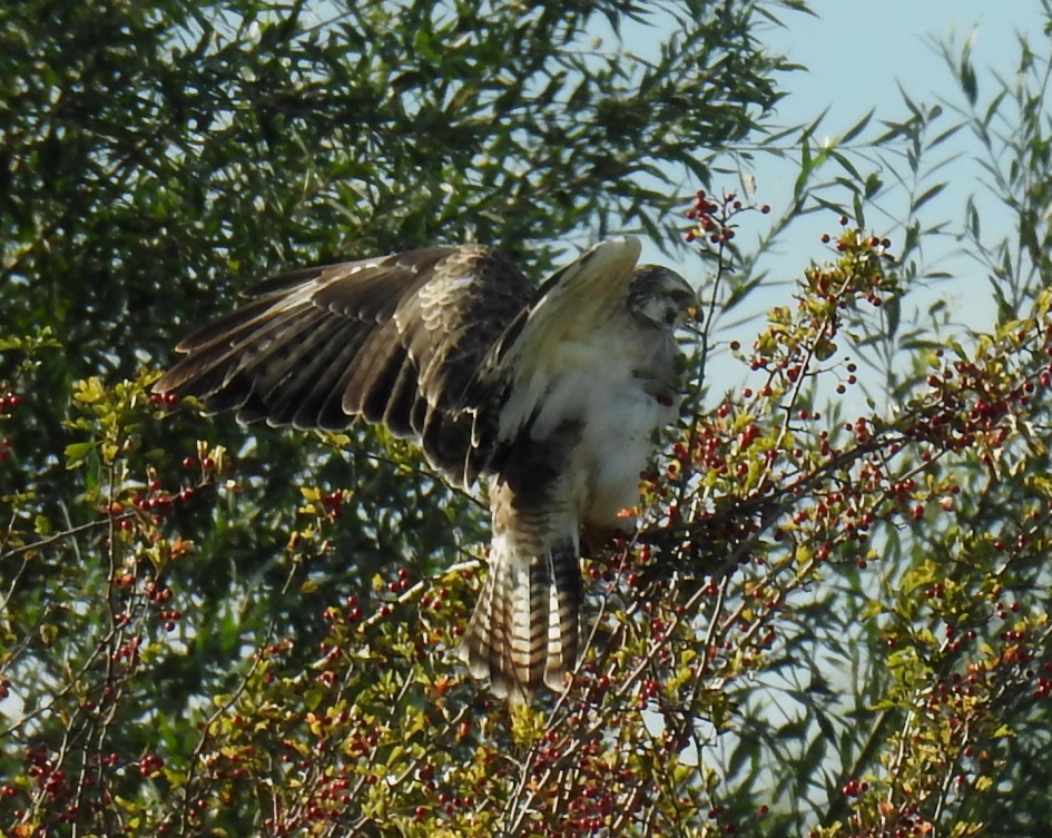 Buizerd landt in een boom - Vogels - Buizerd