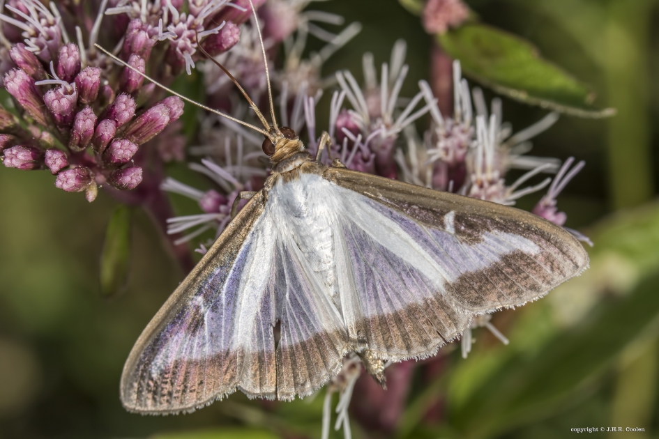 Buxusmot - Geleedpotigen - Buxusmot
