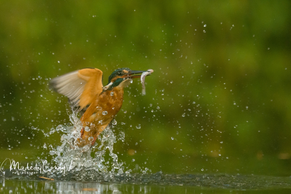 Catch of the day - Vogels - IJsvogel