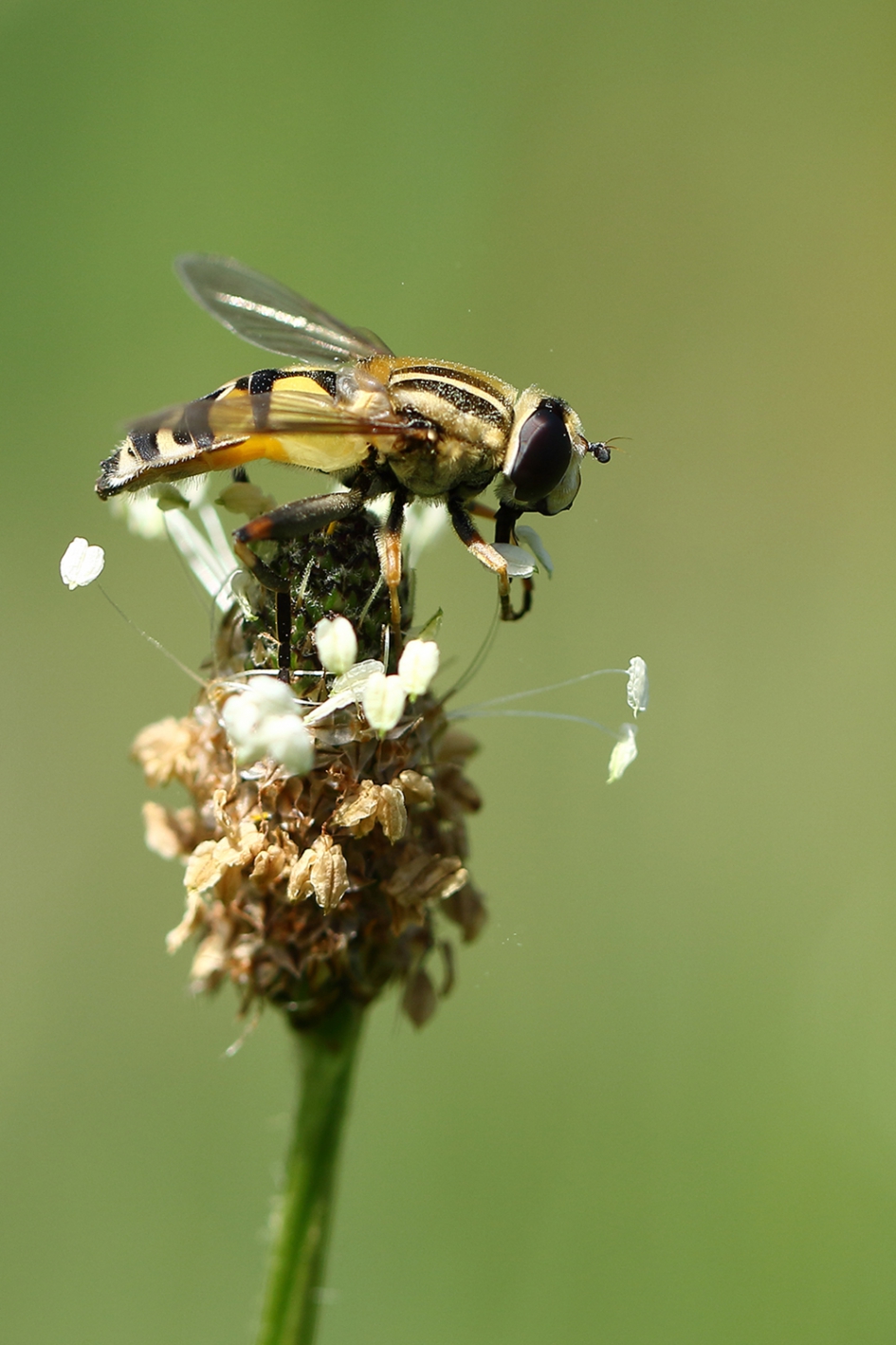 citroenpendelvlieg - Geleedpotigen - 