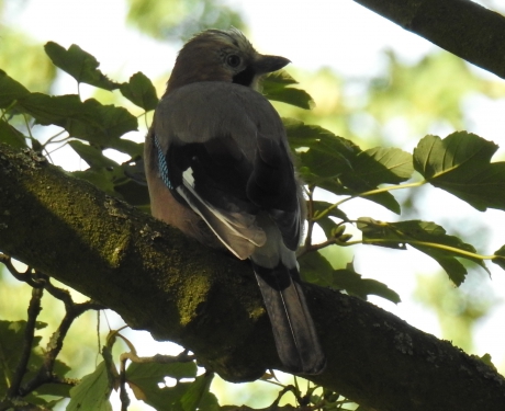Close up van een Gaai.