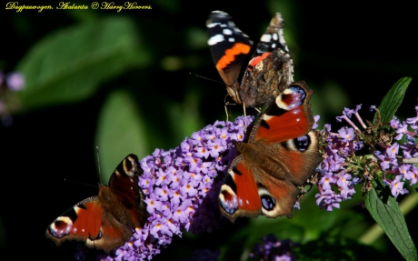 Dagpauwogen - Atalanta