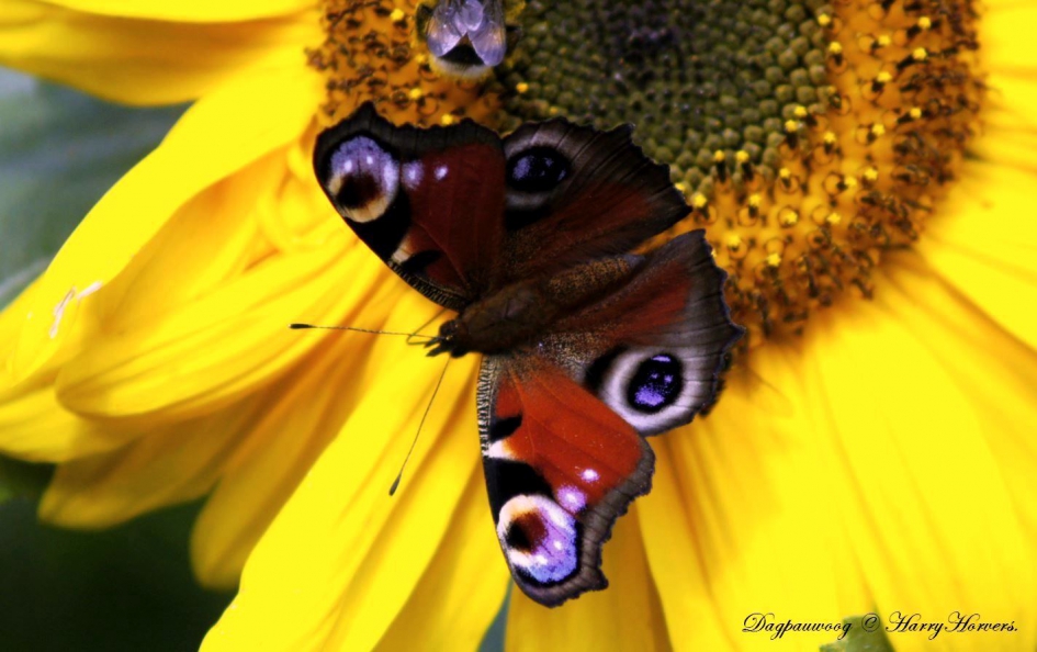 Dagpauwoog - Geleedpotigen - 