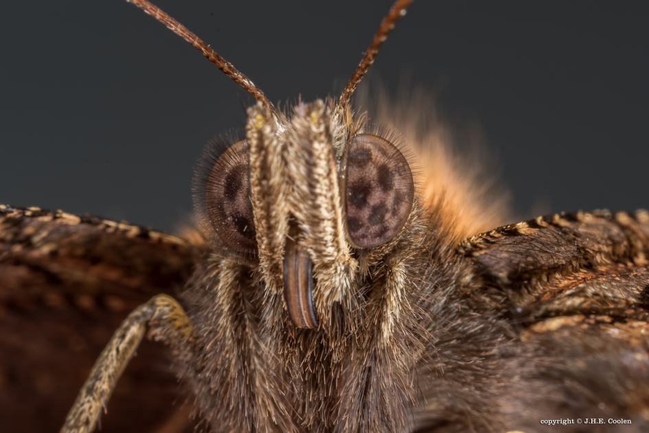 DagpauwOOG - Geleedpotigen - Dagpauwoog