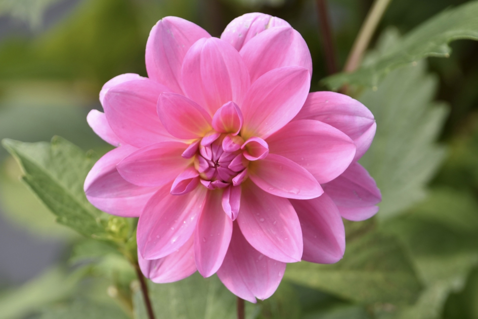 Dahlia - Planten - 