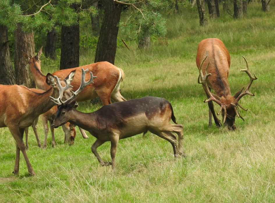 Damhertbok tussen de edelherten - Zoogdieren - Damhert