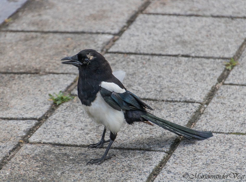 De gepeste Ekster - Vogels - Ekster