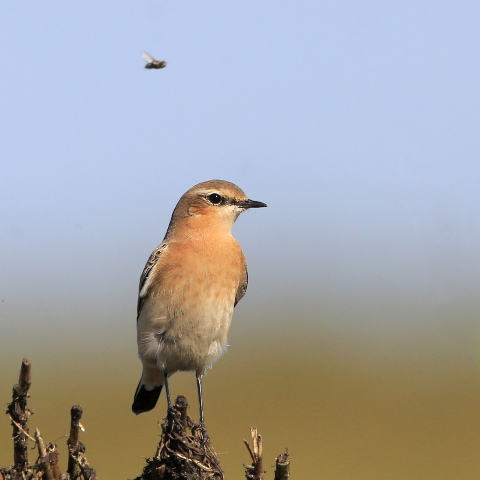 De Heidehipper ... - Vogels - Tapuit