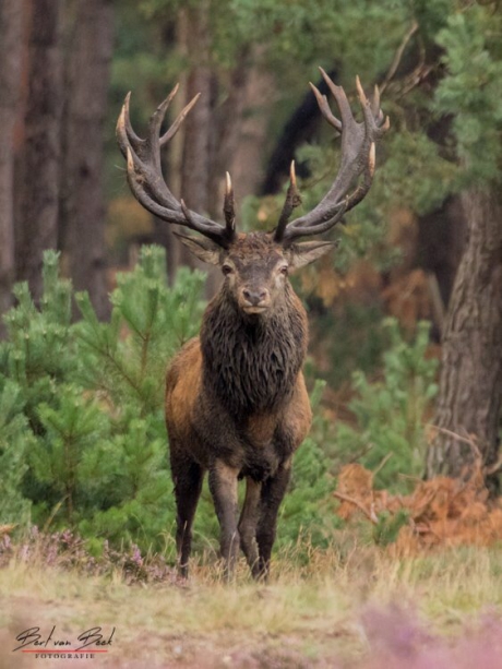 De koning van het Nederlandse bos