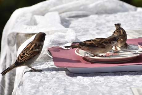 De restjes werden van de bordjes gepikt.