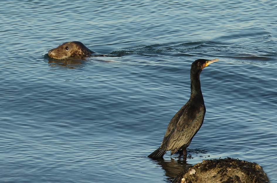 de voorbijganger - Vogels - 