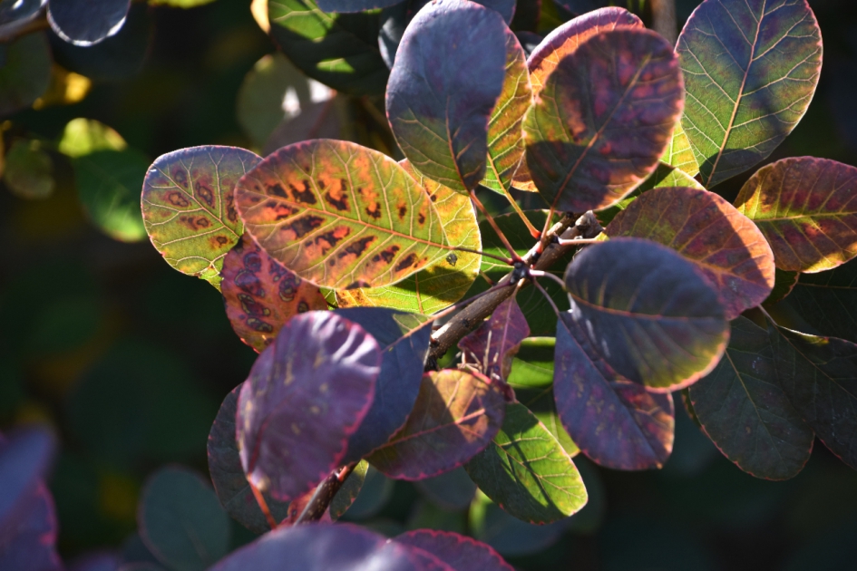 De zon schijnt door het blad... - Planten - 