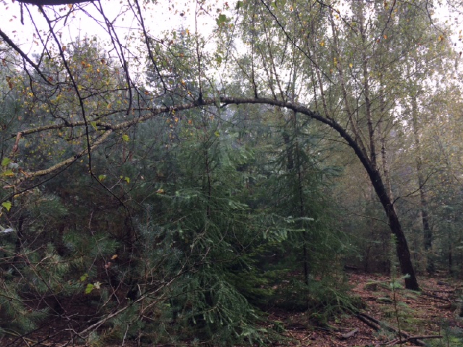 Diepe buiging - Planten - Ruwe berk