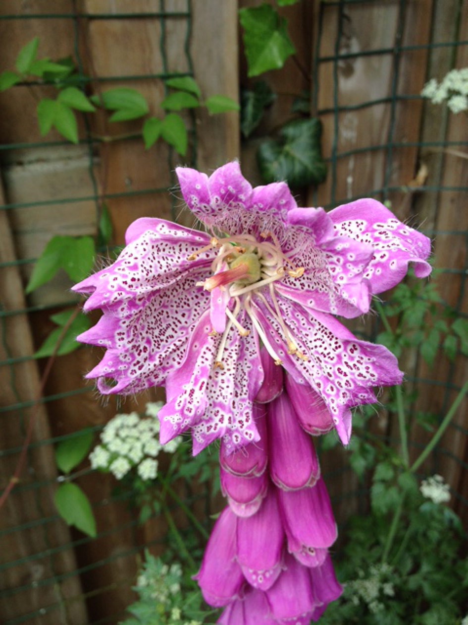 Digitalis - Planten - Vingerhoedskruid