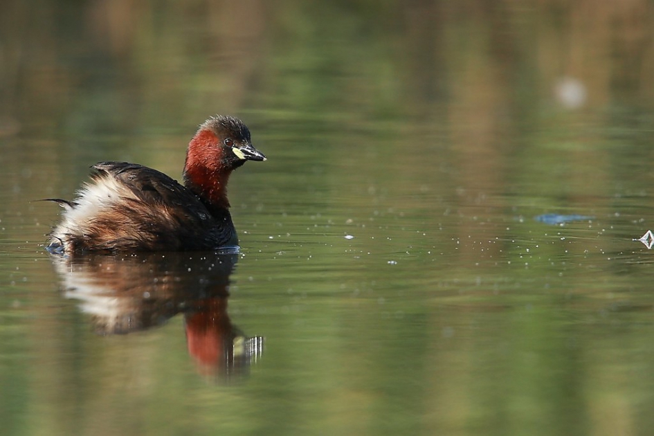 Dodaars - Vogels - Dodaar