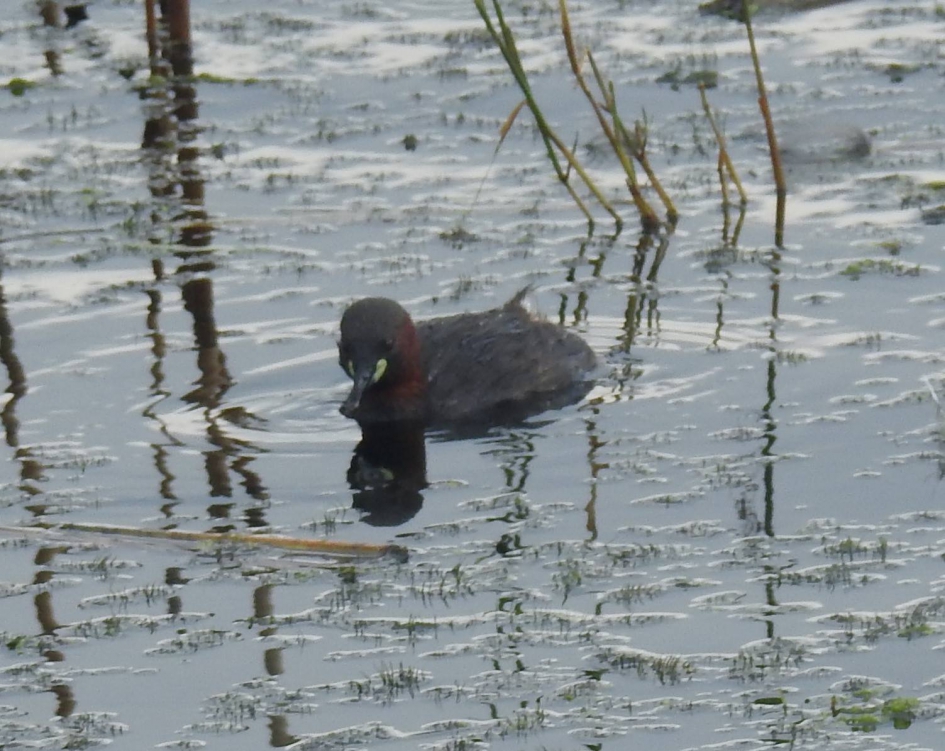 Dodaarsje - Vogels - Dodaars