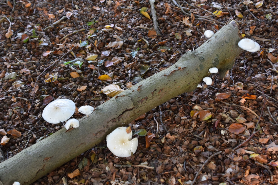 Dode tak met porceleinzwammen - Schimmels - 