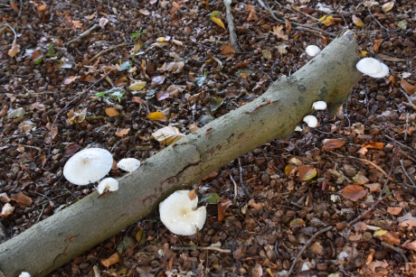 Dode tak met porceleinzwammen