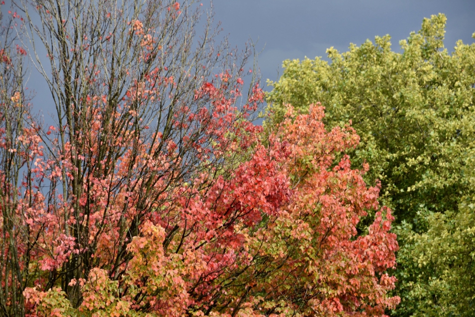 Donkere lucht en zon op de bomen - Planten - 