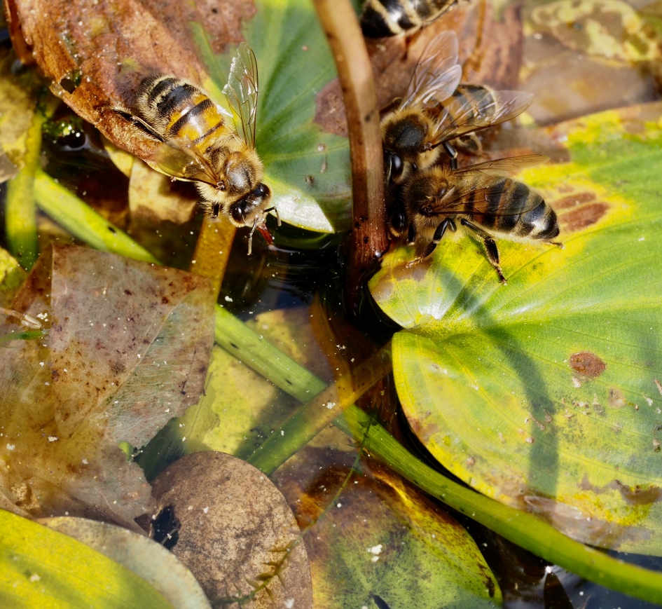 Dorst - Geleedpotigen - 