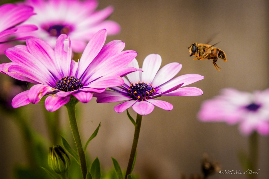 Druk bijtje - Overig - Bij