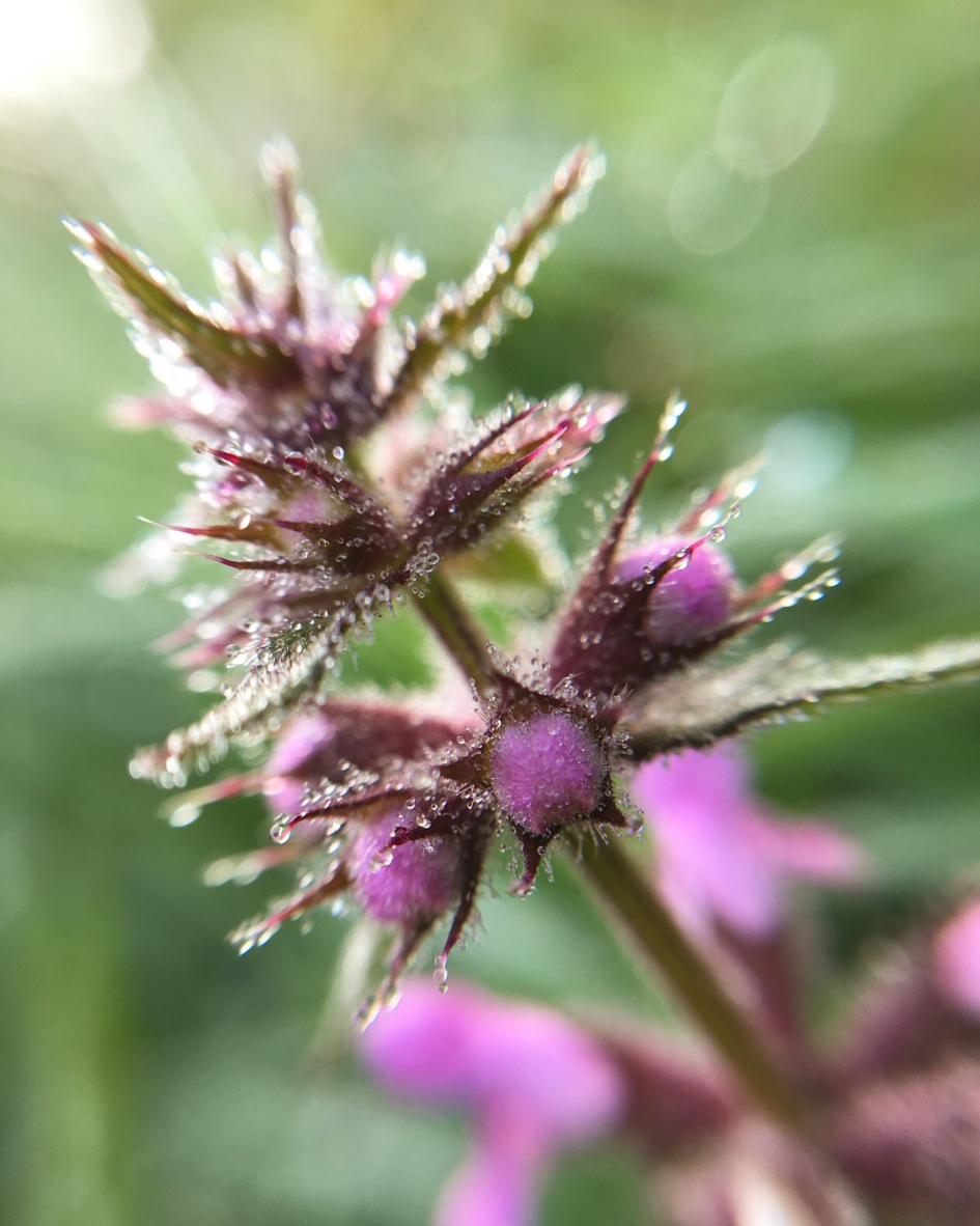 Druppels - Planten - 