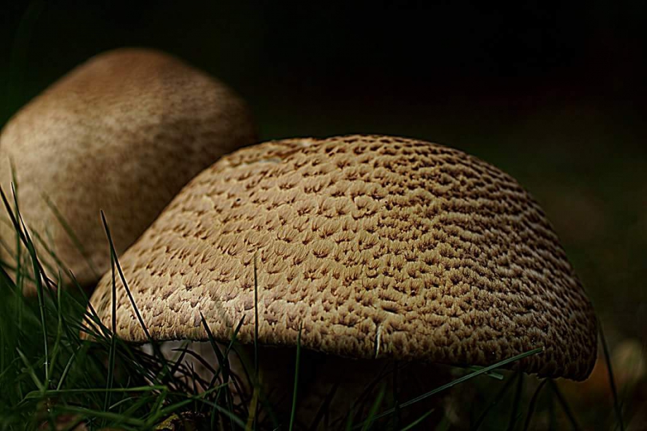 Duitse helm - Schimmels - Reuzechampion