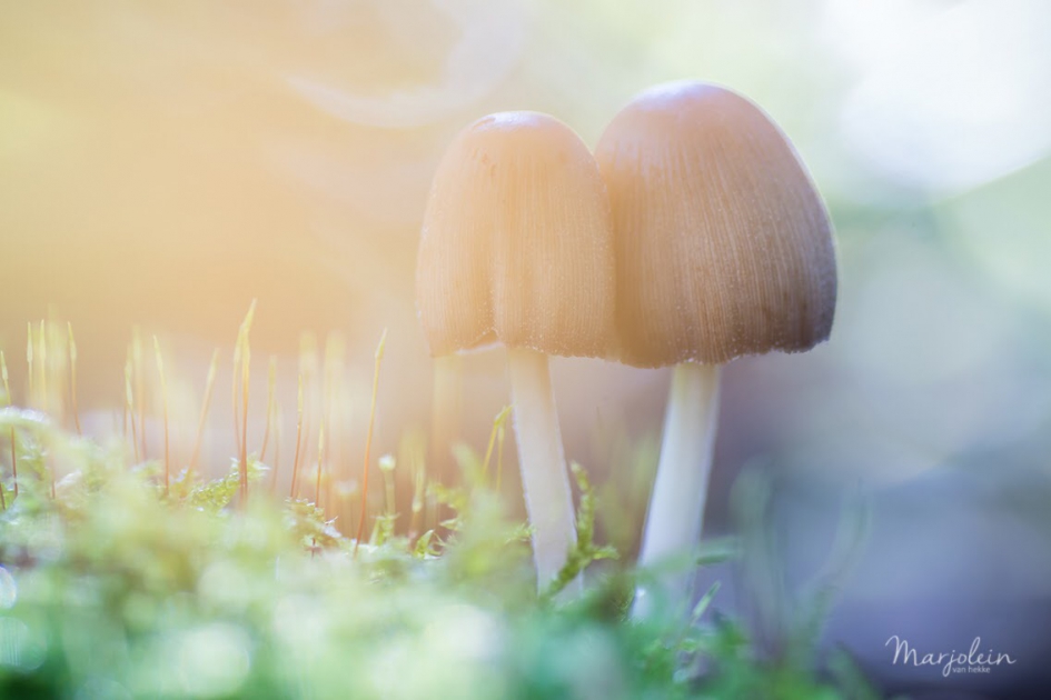 Duo in de ochtendzon - Planten - 