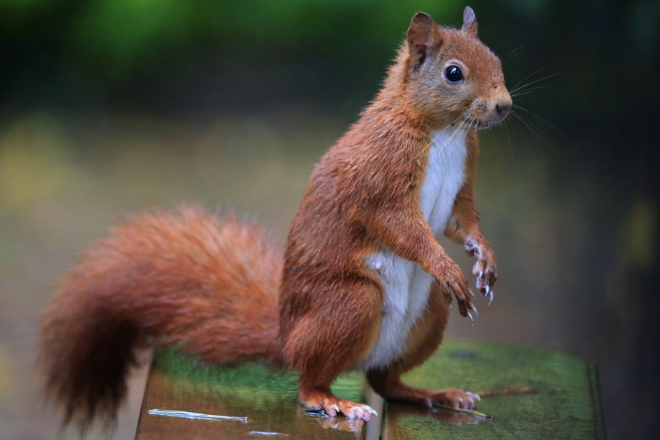 Eekhoorn - Zoogdieren - Eekhoorn