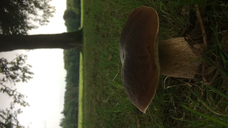 Eekhoorntjesbrood - Schimmels - Eekhoorntjesbrood