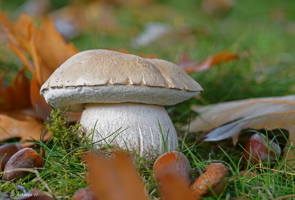 Eekhoorntjesbrood - Schimmels - 