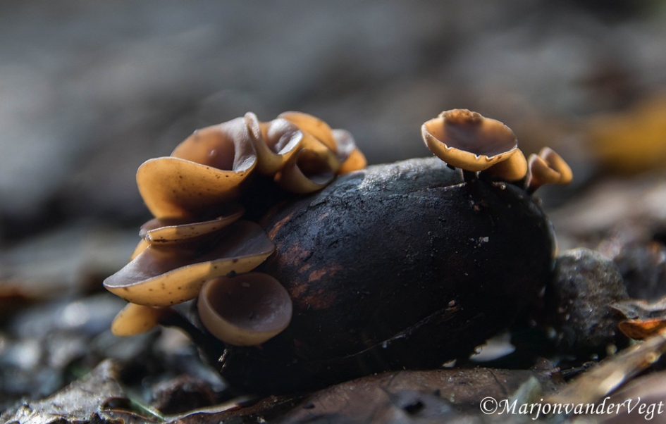 Een eikel die de geest gaat geven - Schimmels - Eikelbekertje