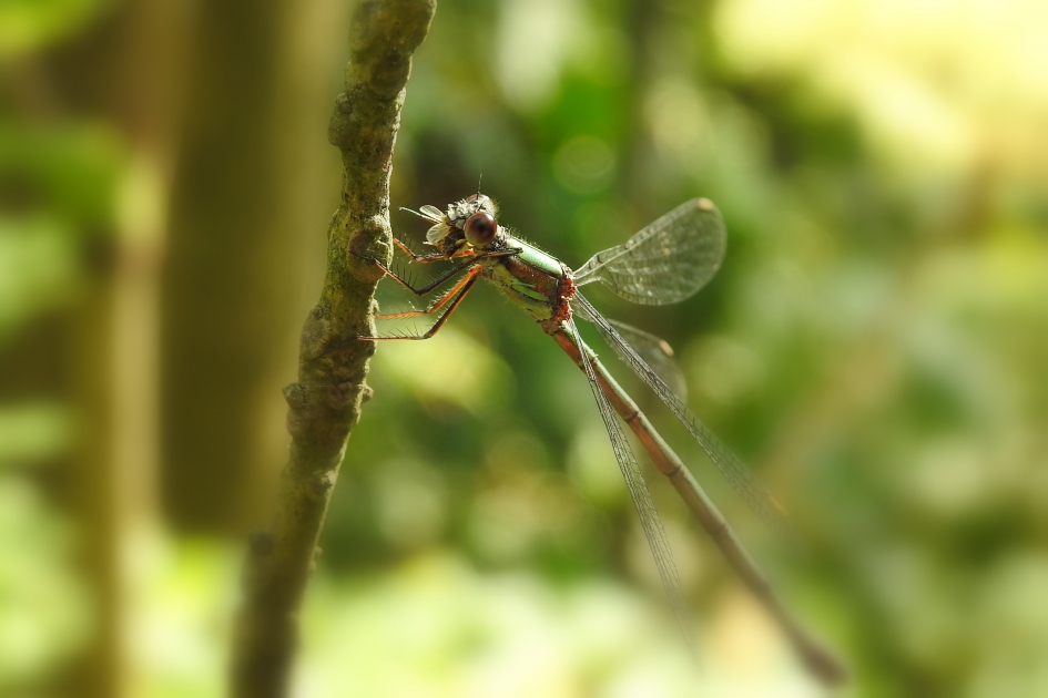 Een mond vol - Geleedpotigen - Pantserjuffer