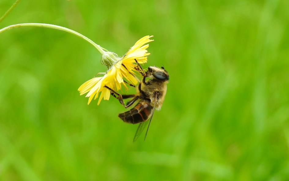 Een mooie dag - Geleedpotigen - 