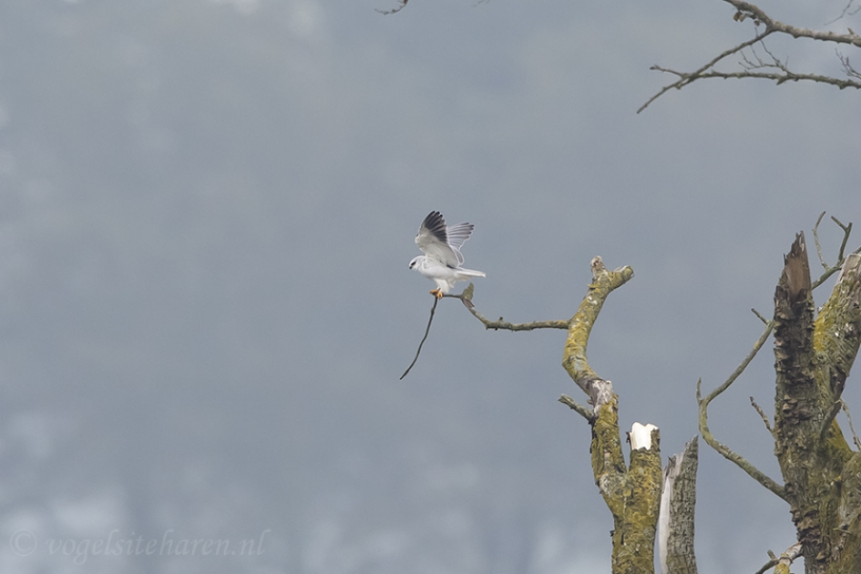 Een zeldzaam pareltje in Groningen - Vogels - grijze wouw