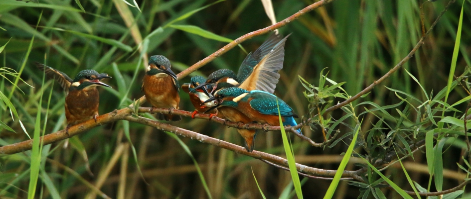 eerlijk delen - Vogels - IJsvogel