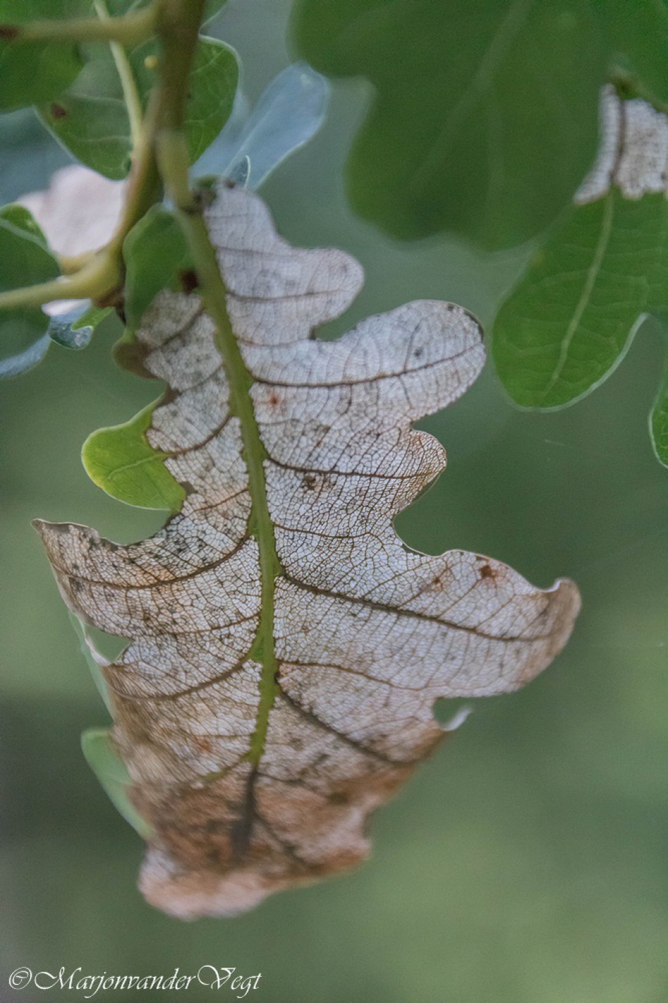 Eikblad - Planten - Eik