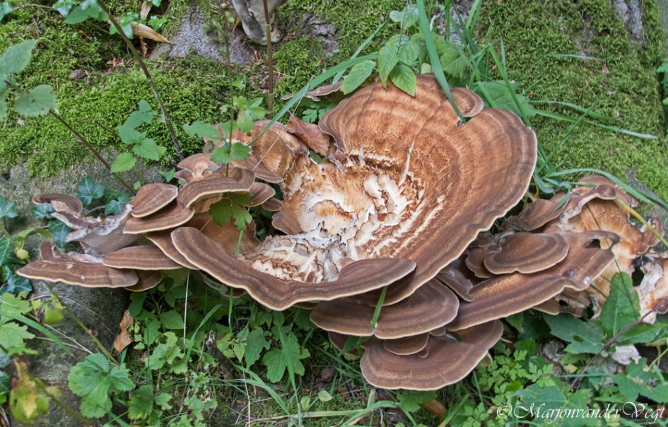 Eikhaas - Schimmels - Eikhaas