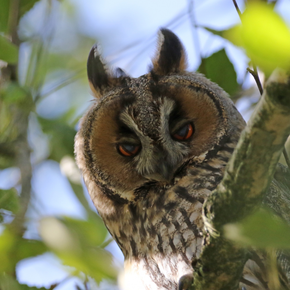 En straks lekker slapen... - Vogels - Ransuil