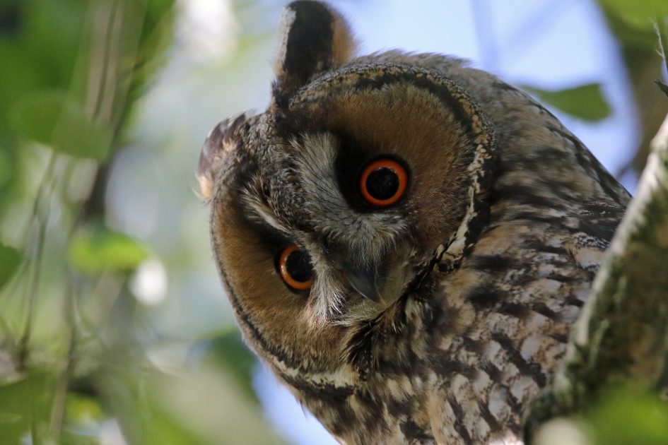 En wie is u? - Vogels - Ransuil