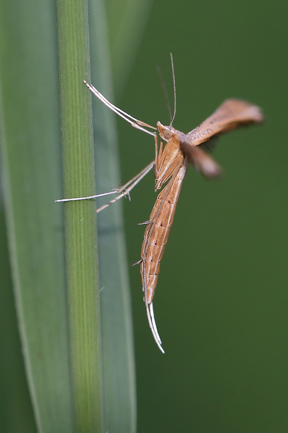 ereprijsvedermot - Geleedpotigen - 