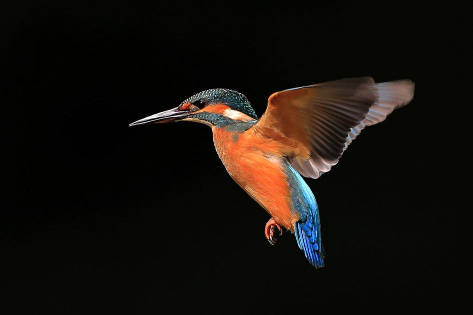Even bidden ... - Vogels - IJsvogel