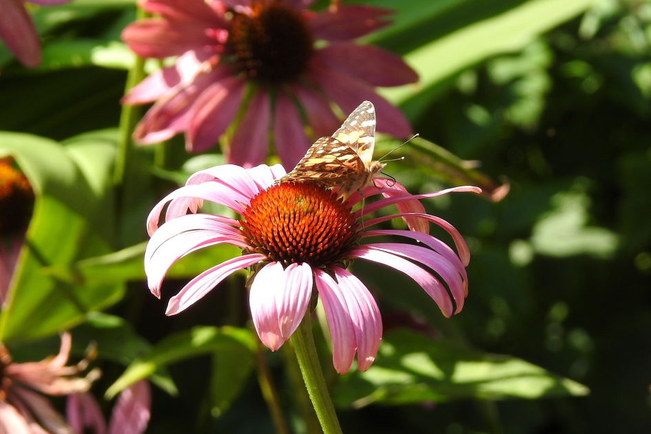 Even bijkomen van de maaltijd - Geleedpotigen - Distelvlinder