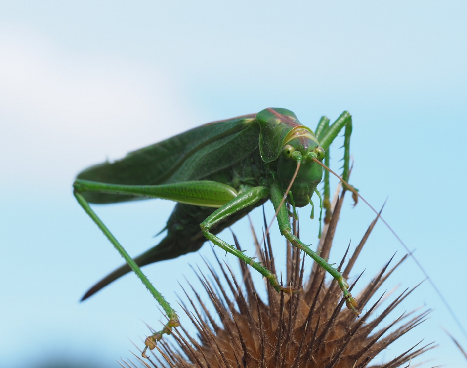 Face to face - Geleedpotigen - 