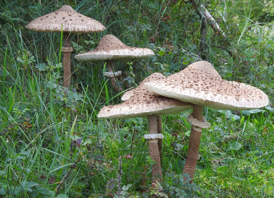 Familiekiekje - Schimmels - Grote parasolzwam