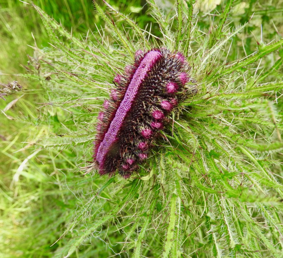 Fasciatie bij een distel - Planten - 