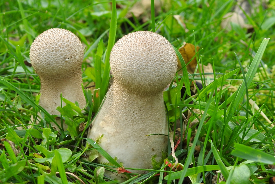 Ferme jongens - Schimmels - Parelstuifzwam
