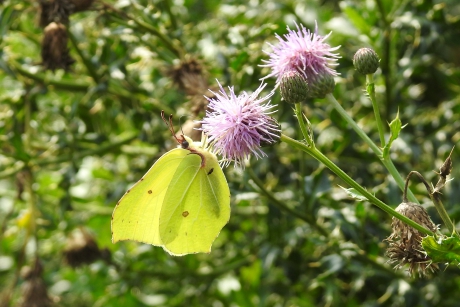Foerageren op de Akkerdistel
