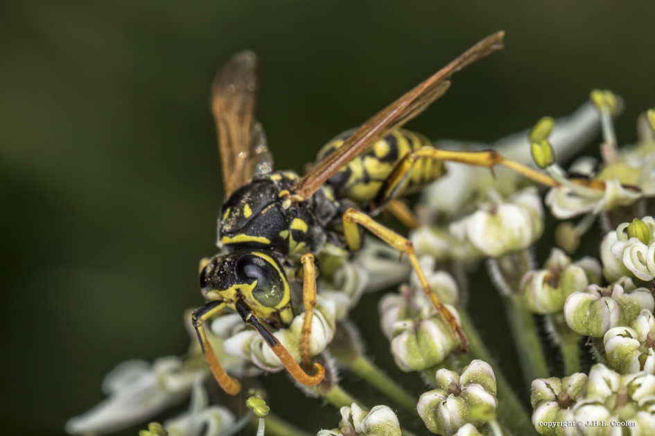 Franse veldwesp - Geleedpotigen - Franse veldwesp