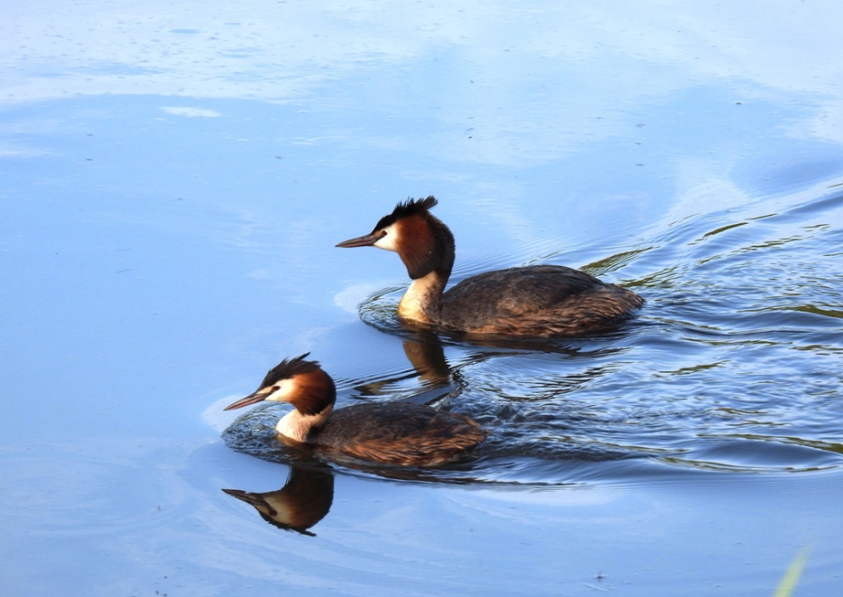 Futenpaartje - Vogels - Fuut